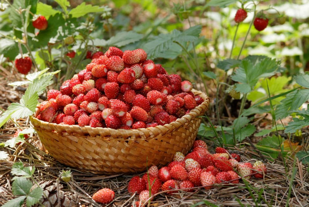 Produits du mois de Septembre