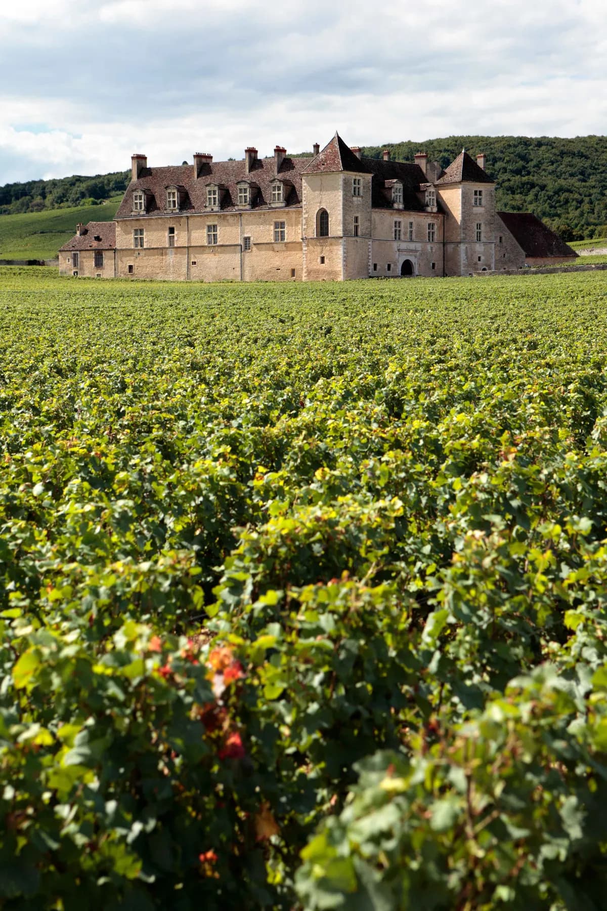Vignoble