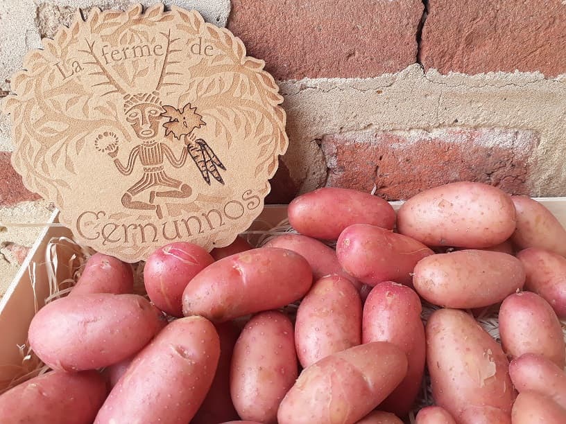 Pommes de terre nouvelles "Jeannette" - Photo 1 sur 1