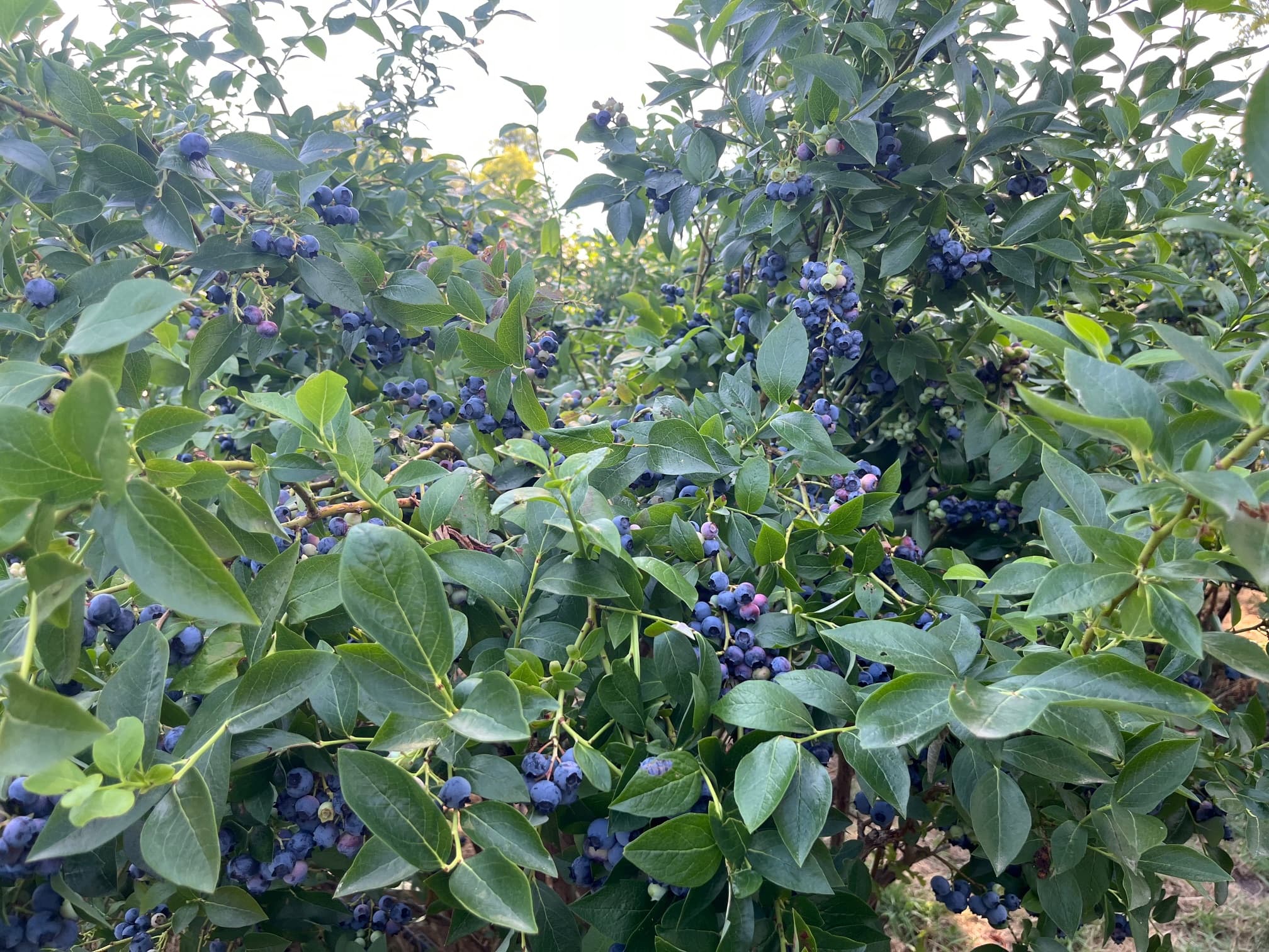 Boutique MYRTILLES DU TRIMOULET