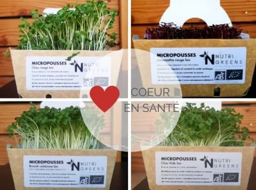 Micro pousses Pack Coeur en santé (brocoli, chou rouge, Kale, roquette) 4 barquettes
