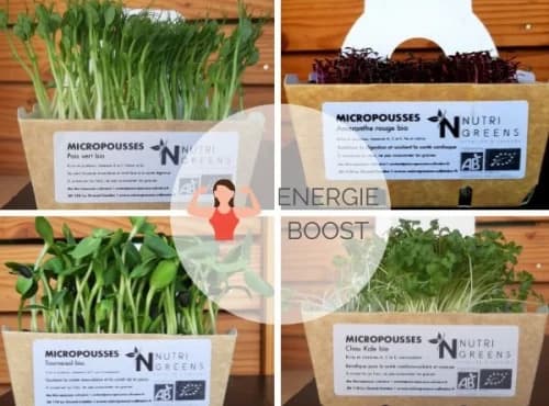 Micro pousses Pack Energie Boost (Radis pourpre, Pois vert, Kale, Cresson) 4 barquettes