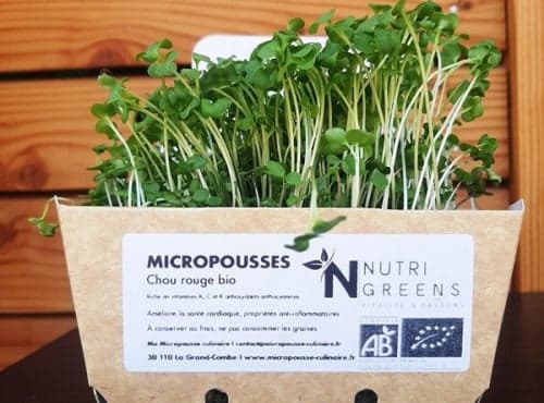 Micro pousses de chou rouge Bio 4 barquettes