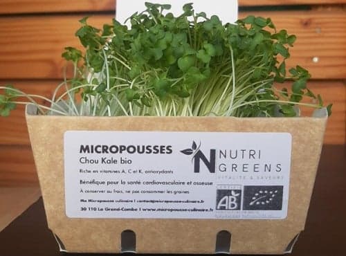 Micro pousses de chou kale Bio 4 barquettes