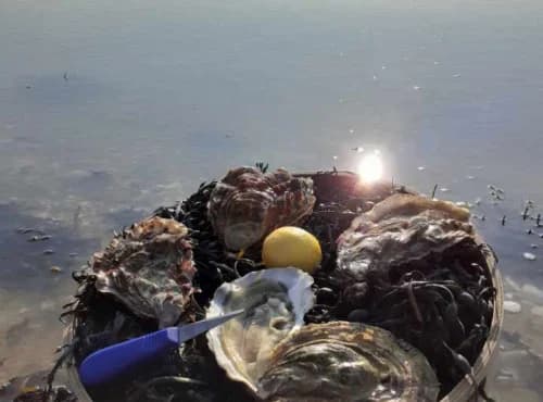 Très Grosses Huitres hors Calibre + de 200grammes