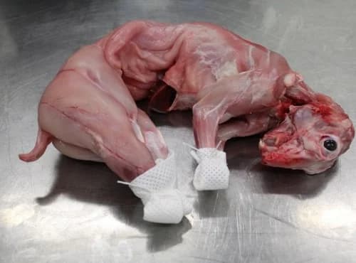 Lapin fermier entier - Photo 1 sur 1