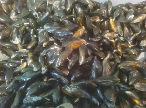 Moules de bouchot de la Baie du Mont Saint Michel