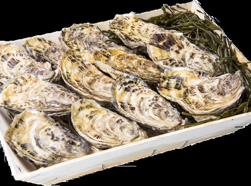 Huîtres de Paimpol N°3