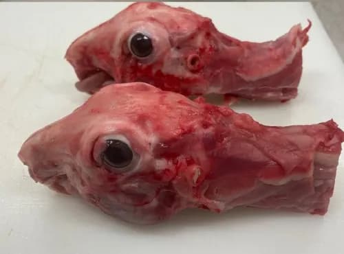 Tête et cou de lapin