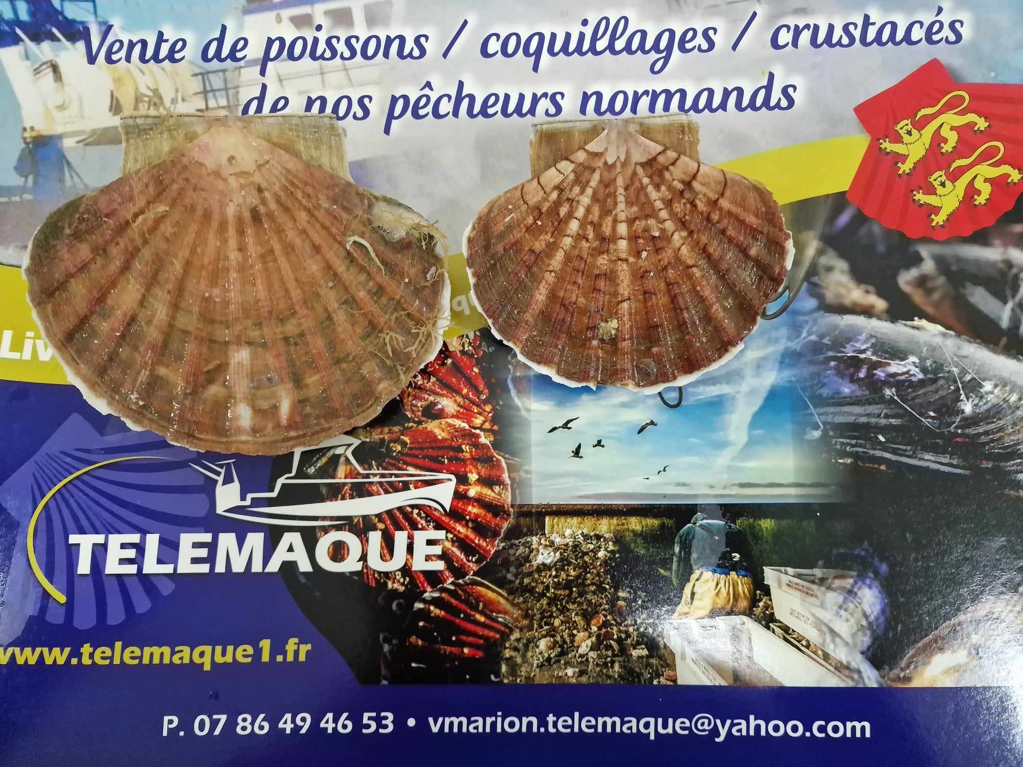 Coquilles St Jacques + 13cm 10kg