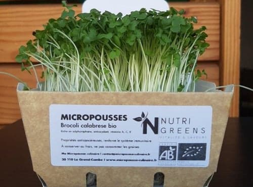 Micro pousses de brocoli Calabrese Bio 4 barquettes