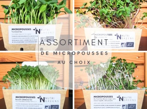 Micro pousses bio Assortiment au choix 4 barquettes
