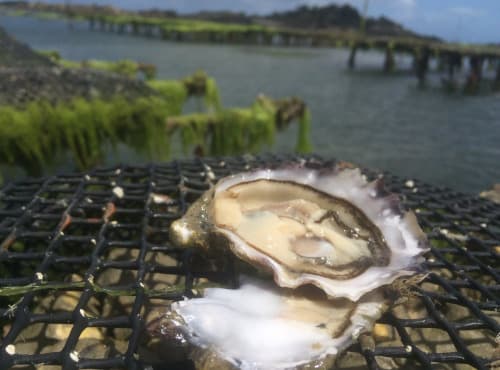 50 Huîtres spéciales n°2